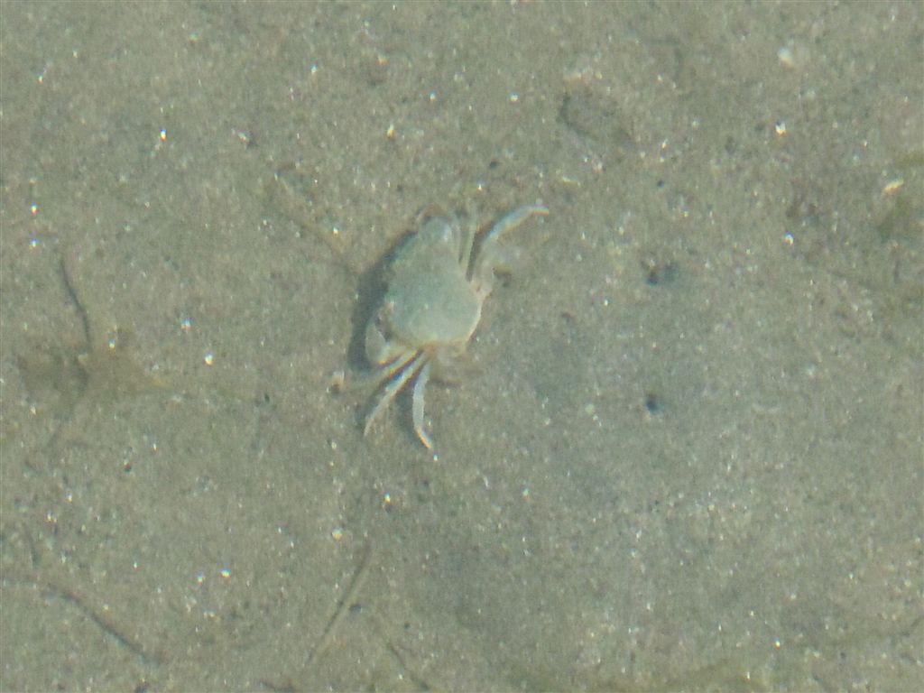 Liocarcinus sp.